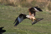 Red Kite, Milhafre-real, Rotmilan, (Milvus milvus)