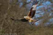 Red Kite, Milhafre-real, Rotmilan, (Milvus milvus),