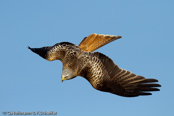 Red Kite, Milhafre-real, Rotmilan, (Milvus milvus)