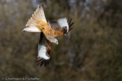 Red Kite, Milhafre-real, Rotmilan, (Milvus milvus)