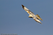 Red Kite, Milhafre-real, Rotmilan, (Milvus milvus)