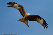 Red Kite, Milhafre-real, Rotmilan, (Milvus milvus)