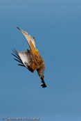 Red Kite, Milhafre-real, Rotmilan, (Milvus milvus)