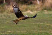 Red Kite, Milhafre-real, Rotmilan, (Milvus milvus)