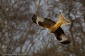 Red Kite, Milhafre-real, Rotmilan, (Milvus milvus)