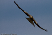 GIGRIN -  Red Kite (Milvus milvus)