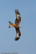 Red Kite, Milhafre-real, Rotmilan, (Milvus milvus)