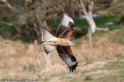 Red Kite, Milhafre-real, Rotmilan, (Milvus milvus)