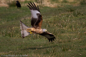 Red Kite, Milhafre-real, Rotmilan, (Milvus milvus)