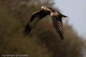 Red Kite, Milhafre-real, Rotmilan, (Milvus milvus)