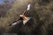 Red Kite, Milhafre-real, Rotmilan, (Milvus milvus)