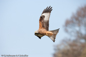 Red Kite, Milhafre-real, Rotmilan, (Milvus milvus)