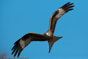 Red Kite, Milhafre-real, Rotmilan, (Milvus milvus),