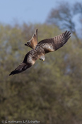 Red Kite, Milhafre-real, Rotmilan, (Milvus milvus),