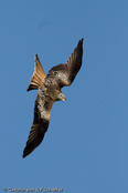 Red Kite, Milhafre-real, Rotmilan, (Milvus milvus),