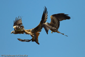 Red Kite, Milhafre-real, Rotmilan, (Milvus milvus),