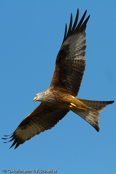 Red Kite, Milhafre-real, Rotmilan, (Milvus milvus)