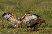 Mäusebussard, 	Common Buzzard, Águia-de-asa-redonda,Buse variable, Busardo Ratonero, (Buteo buteo),  Buzzard, Eurasian Buzzard