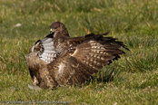 Mäusebussard, 	Common Buzzard, Águia-de-asa-redonda,Buse variable, Busardo Ratonero, (Buteo buteo),  Buzzard, Eurasian Buzzard