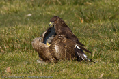 Mäusebussard, 	Common Buzzard, Águia-de-asa-redonda,Buse variable, Busardo Ratonero, (Buteo buteo),  Buzzard, Eurasian Buzzard