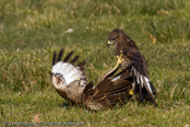 Mäusebussard, 	Common Buzzard, Águia-de-asa-redonda,Buse variable, Busardo Ratonero, (Buteo buteo),  Buzzard, Eurasian Buzzard