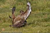 Mäusebussard, 	Common Buzzard, Águia-de-asa-redonda,Buse variable, Busardo Ratonero, (Buteo buteo),  Buzzard, Eurasian Buzzard