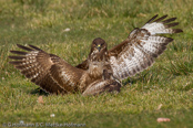 Mäusebussard, 	Common Buzzard, Águia-de-asa-redonda,Buse variable, Busardo Ratonero, (Buteo buteo),  Buzzard, Eurasian Buzzard