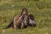 Mäusebussard, 	Common Buzzard, Águia-de-asa-redonda,Buse variable, Busardo Ratonero, (Buteo buteo),  Buzzard, Eurasian Buzzard