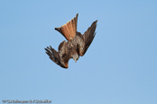 Red Kite, Milhafre-real, Rotmilan, (Milvus milvus)