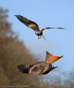 Red Kite, Milhafre-real, Rotmilan, (Milvus milvus)