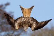 Red Kite, Milhafre-real, Rotmilan, (Milvus milvus)