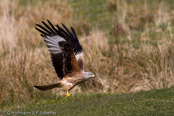 Red Kite, Milhafre-real, Rotmilan, (Milvus milvus)