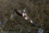 Red Kite, Milhafre-real, Rotmilan, (Milvus milvus)