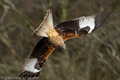 Red Kite, Milhafre-real, Rotmilan, (Milvus milvus)