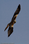 Red Kite, Milhafre-real, Rotmilan, (Milvus milvus)