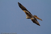 Red Kite, Milhafre-real, Rotmilan, (Milvus milvus)