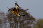 Red Kite, Milhafre-real, Rotmilan, (Milvus milvus)