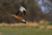 Red Kite, Milhafre-real, Rotmilan, (Milvus milvus)