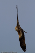 Red Kite, Milhafre-real, Rotmilan, (Milvus milvus)