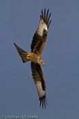 Red Kite, Milhafre-real, Rotmilan, (Milvus milvus)