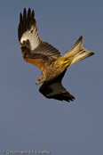 Red Kite, Milhafre-real, Rotmilan, (Milvus milvus)