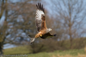 Red Kite, Milhafre-real, Rotmilan, (Milvus milvus),