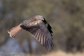 Red Kite, Milhafre-real, Rotmilan, (Milvus milvus),