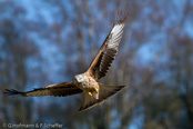 Red Kite, Milhafre-real, Rotmilan, (Milvus milvus),