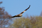 Red Kite, Milhafre-real, Rotmilan, (Milvus milvus),