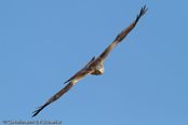 Red Kite, Milhafre-real, Rotmilan, (Milvus milvus)