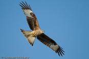 Red Kite, Milhafre-real, Rotmilan, (Milvus milvus)