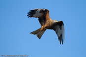 Red Kite, Milhafre-real, Rotmilan, (Milvus milvus)