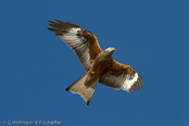 Red Kite, Milhafre-real, Rotmilan, (Milvus milvus)