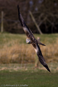 Red Kite, Milhafre-real, Rotmilan, (Milvus milvus)